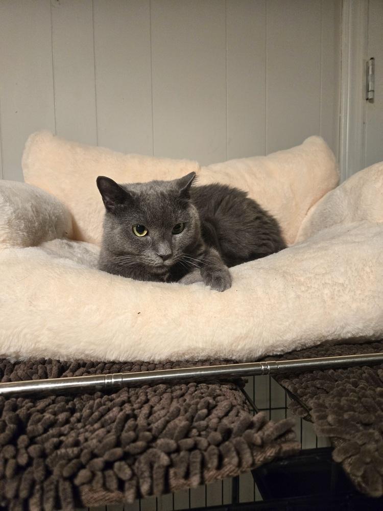 Enlarge Olive, a Adoptable Domestic Short Hair in Patchogue, NY image 6/6