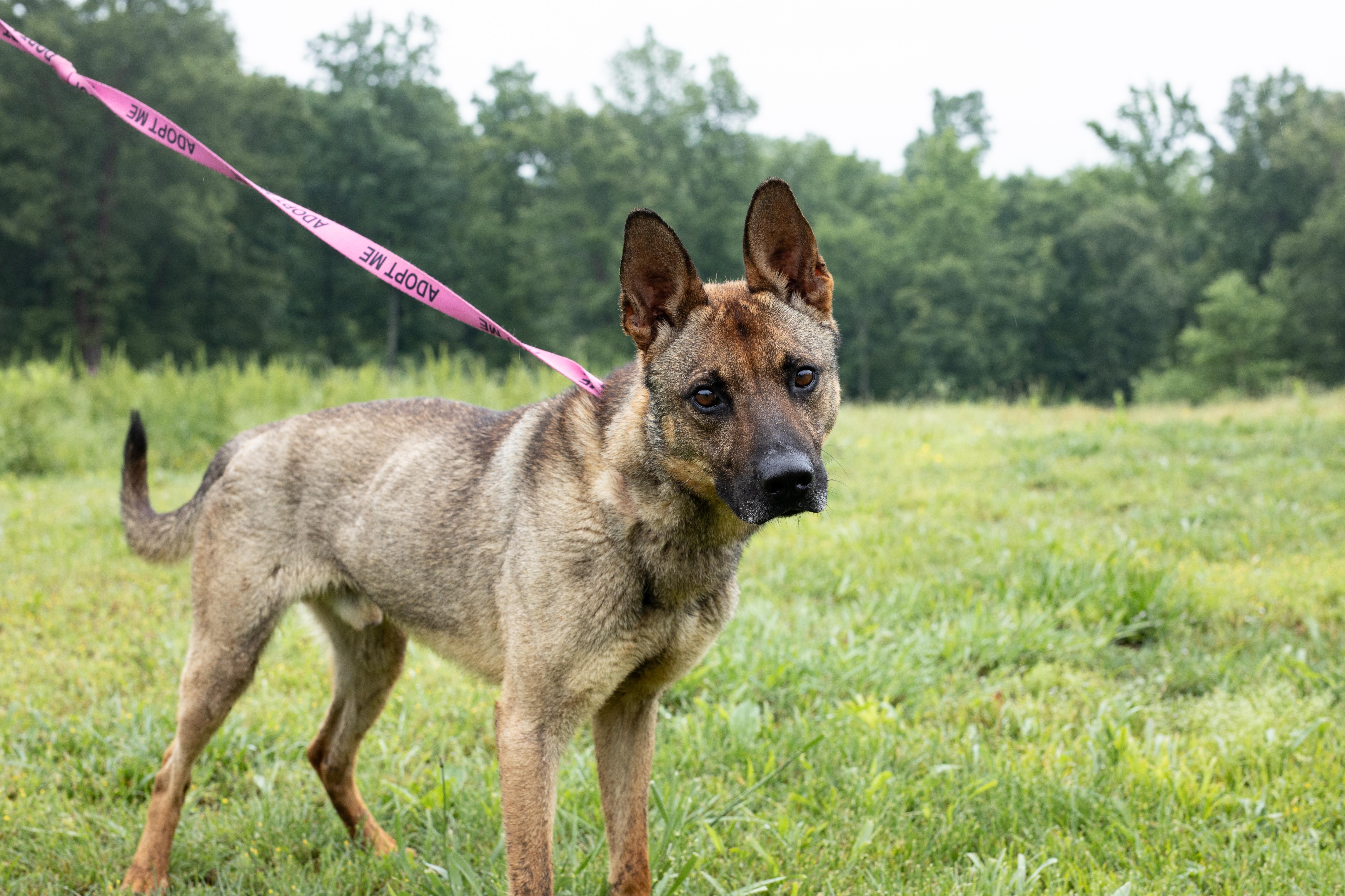 Benji, ADOPTABLE, Adult Male Belgian Shepherd / Malinois.