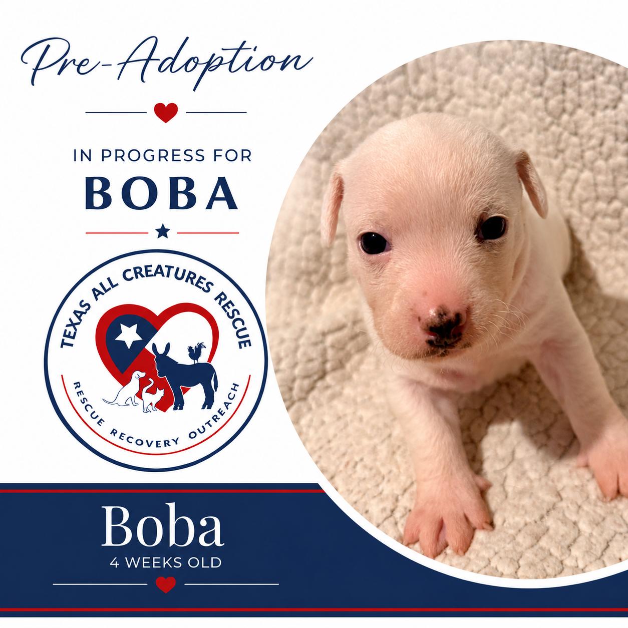 Enlarge Boba, a Adoptable mixed breed in Alvarado, TX image 1/1