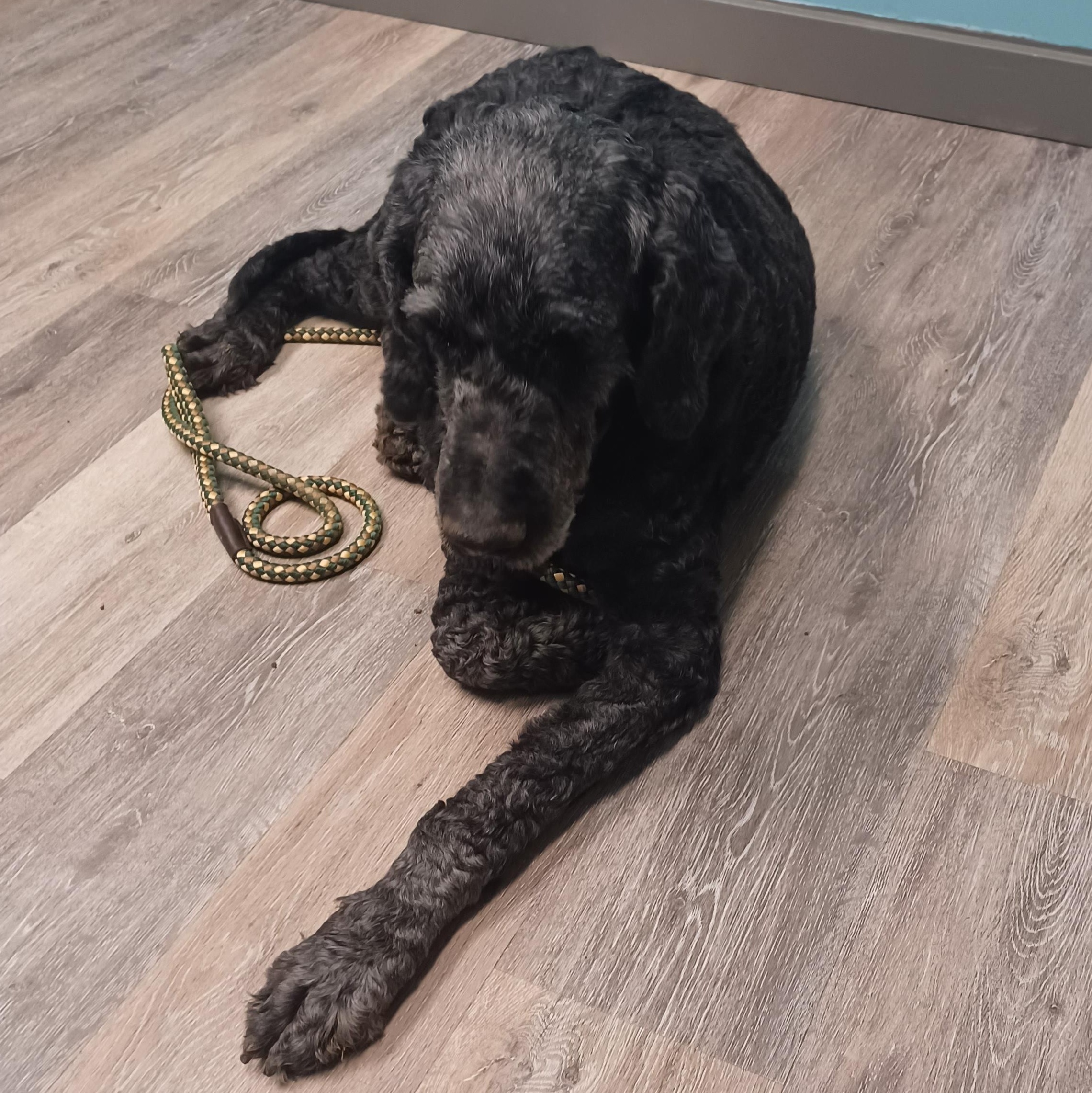 Enlarge Duke, an adopted Goldendoodle in Aurora, IN image 3/5