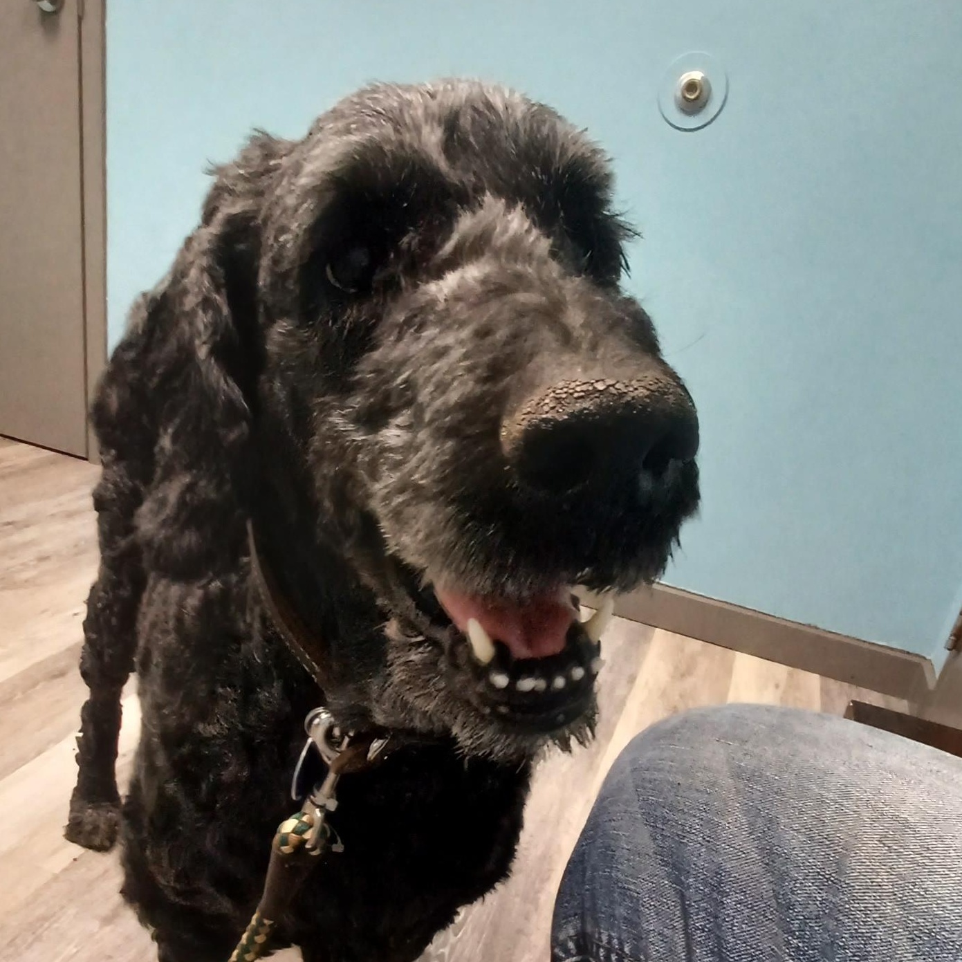 Enlarge Duke, an adopted Goldendoodle in Aurora, IN image 2/5