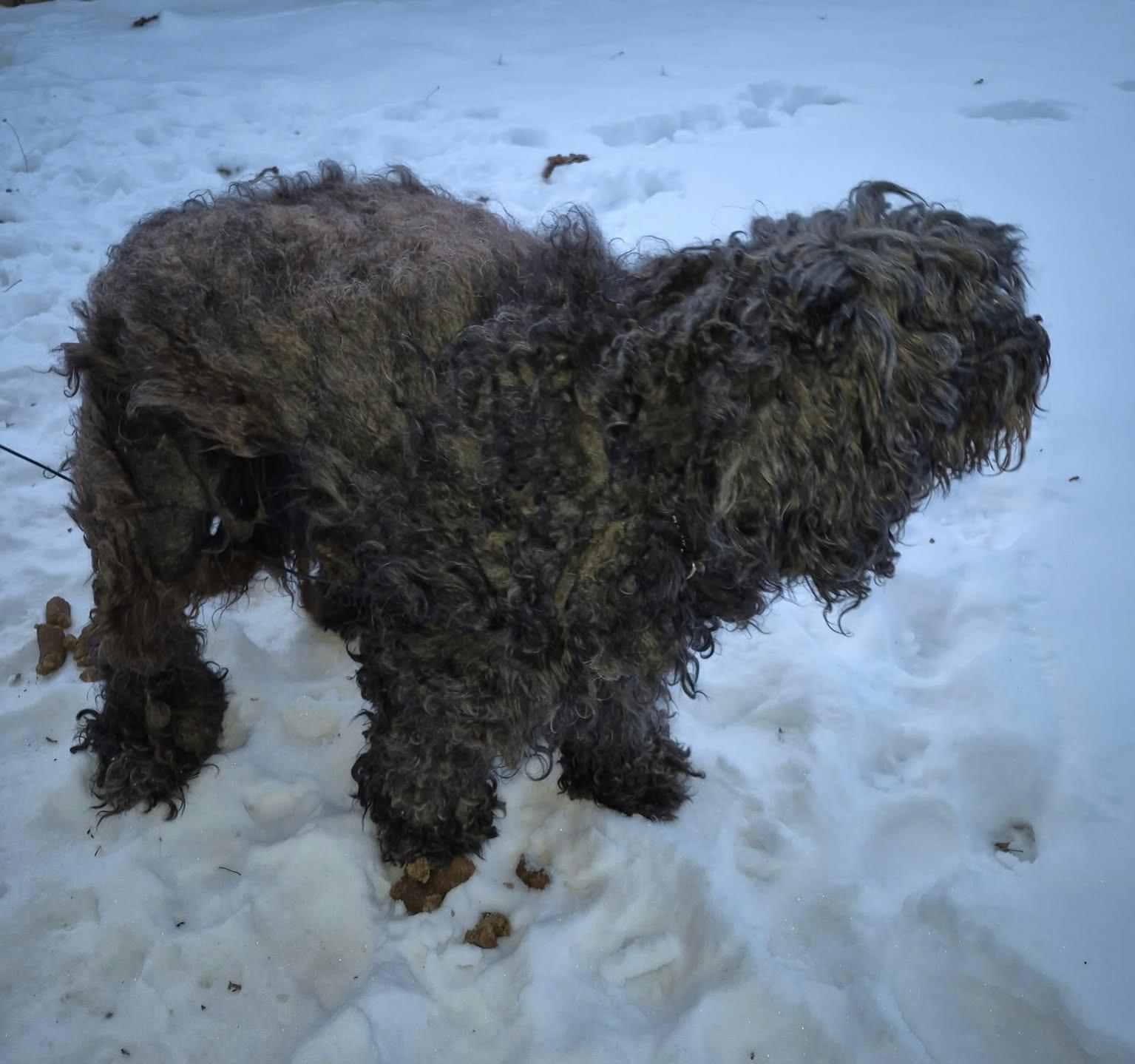 Enlarge Duke, an adopted Goldendoodle in Aurora, IN image 5/5