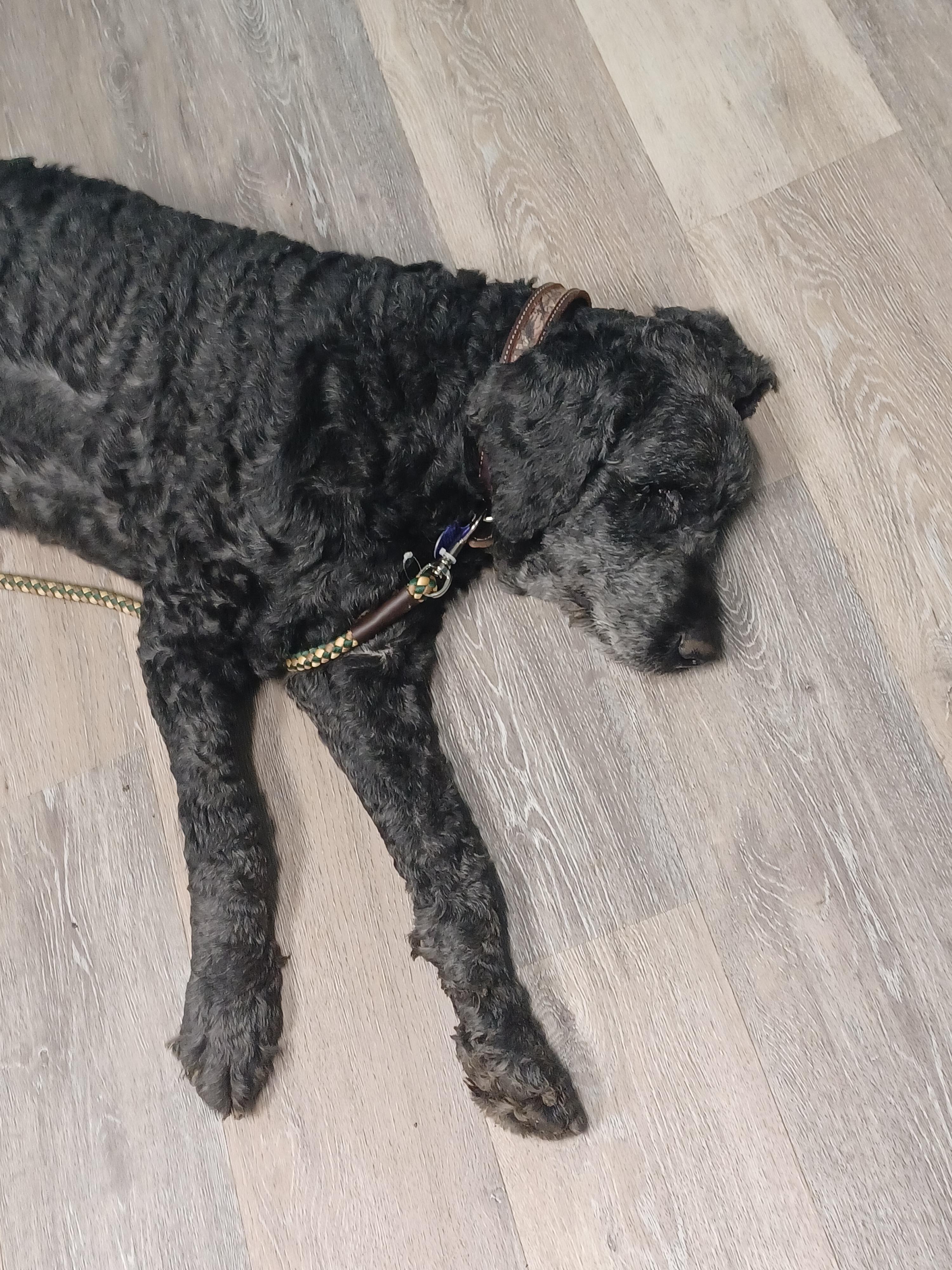 Enlarge Duke, an adopted Goldendoodle in Aurora, IN image 4/5