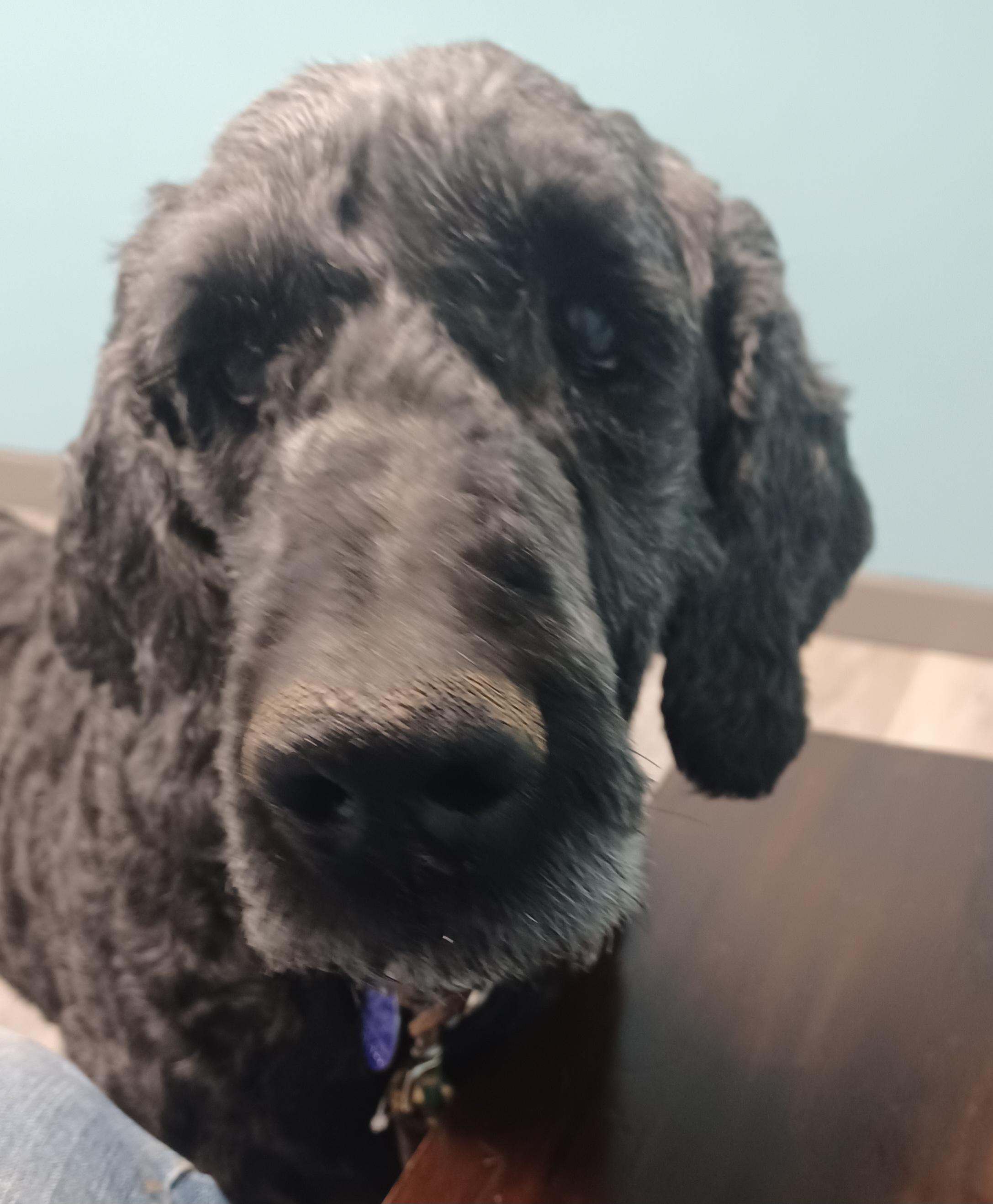 Duke, adopted, Adult Male Goldendoodle.