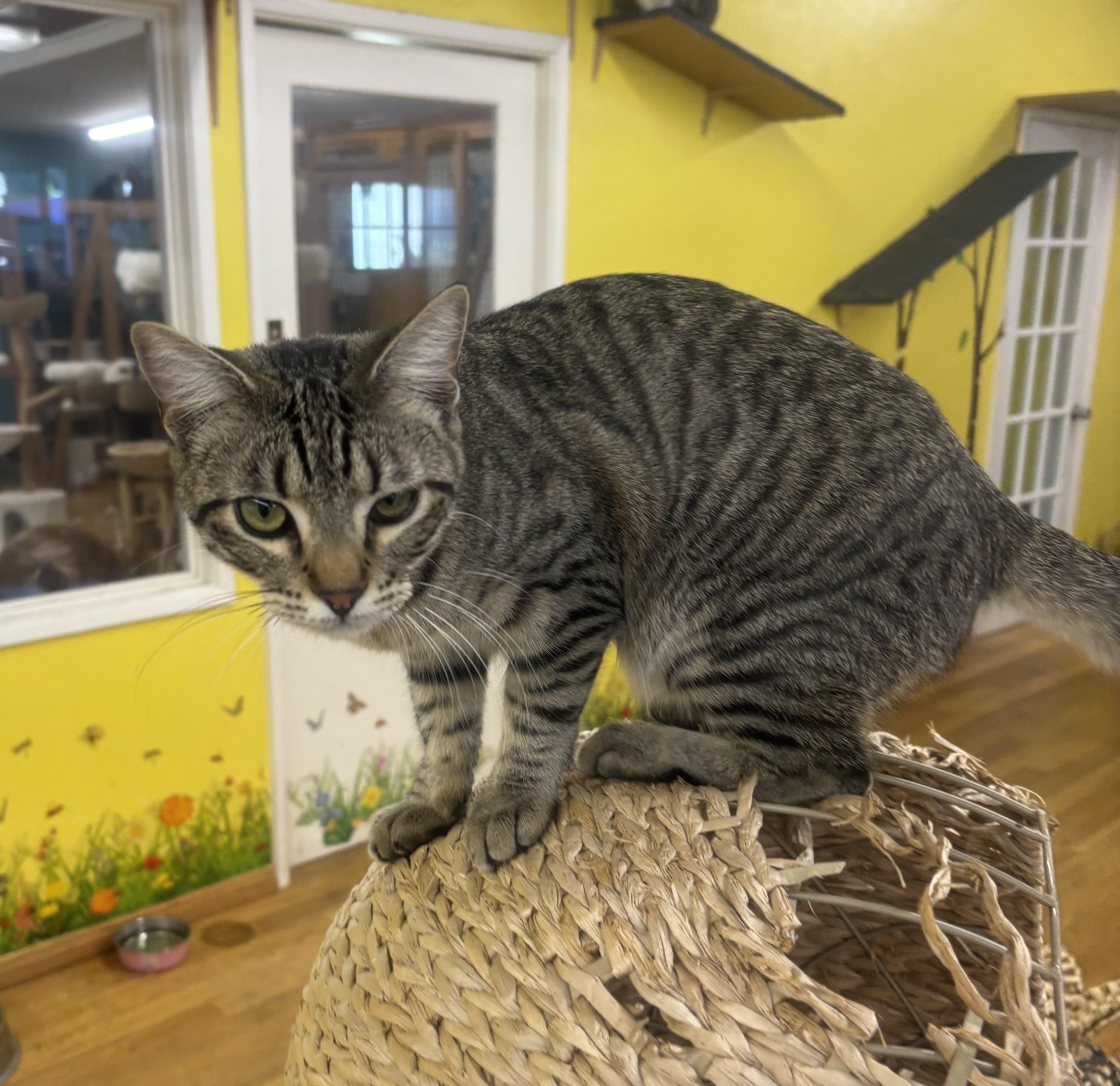 Enlarge Louie, a ADOPTABLE Domestic Short Hair in Whittier, CA image 2/6