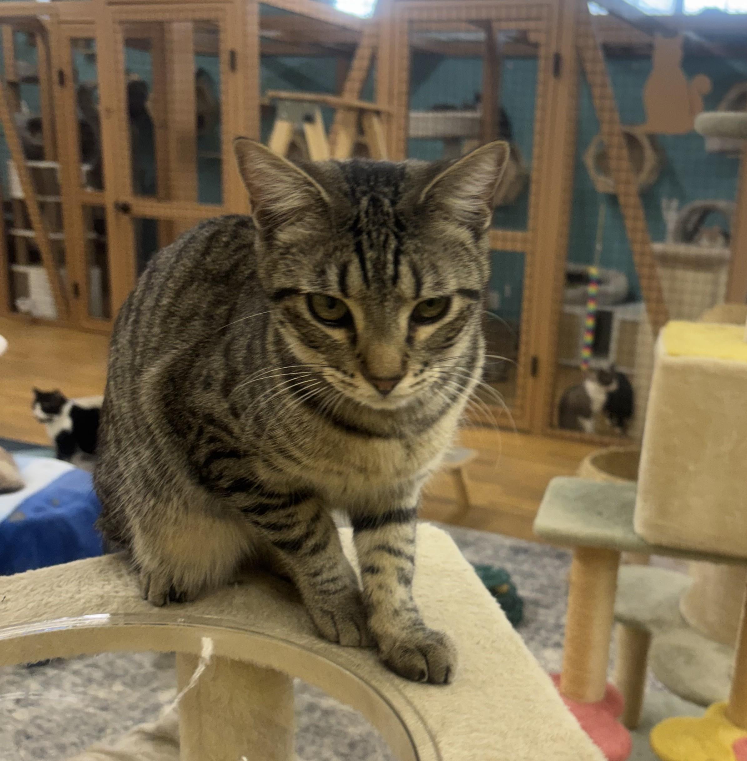 Enlarge Louie, a ADOPTABLE Domestic Short Hair in Whittier, CA image 4/6