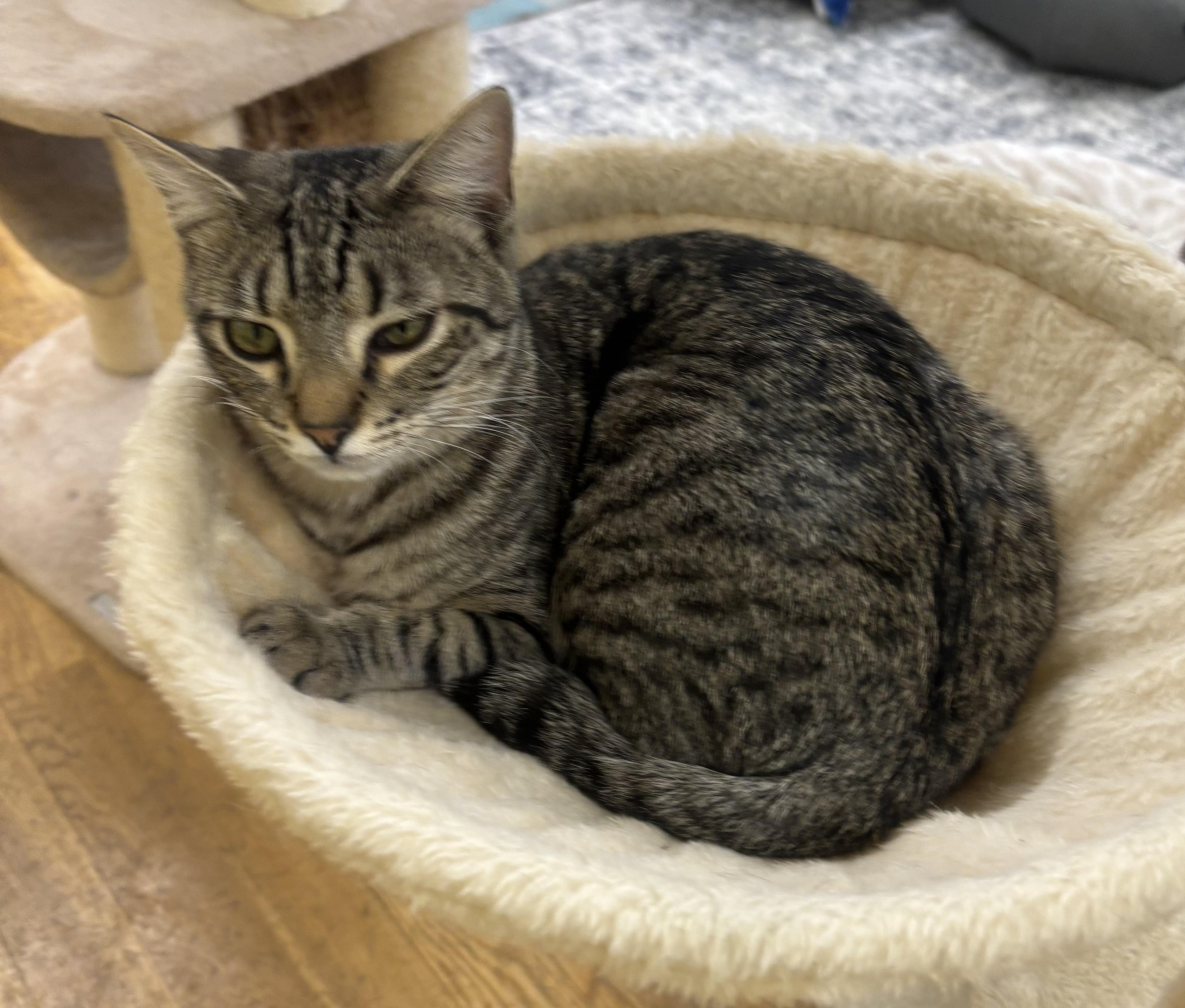 Enlarge Louie, a ADOPTABLE Domestic Short Hair in Whittier, CA image 3/6