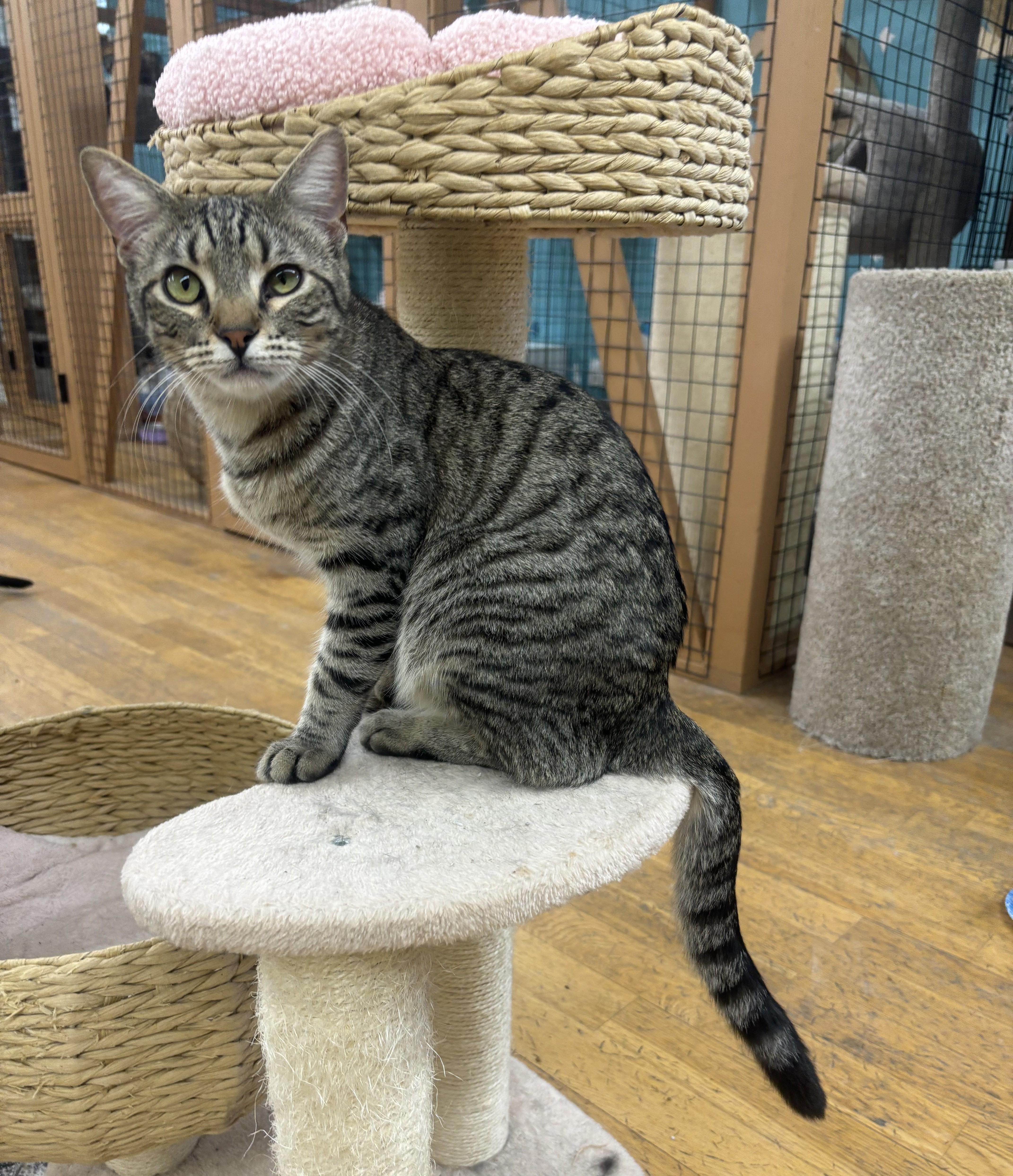 Enlarge Louie, a ADOPTABLE Domestic Short Hair in Whittier, CA image 1/6