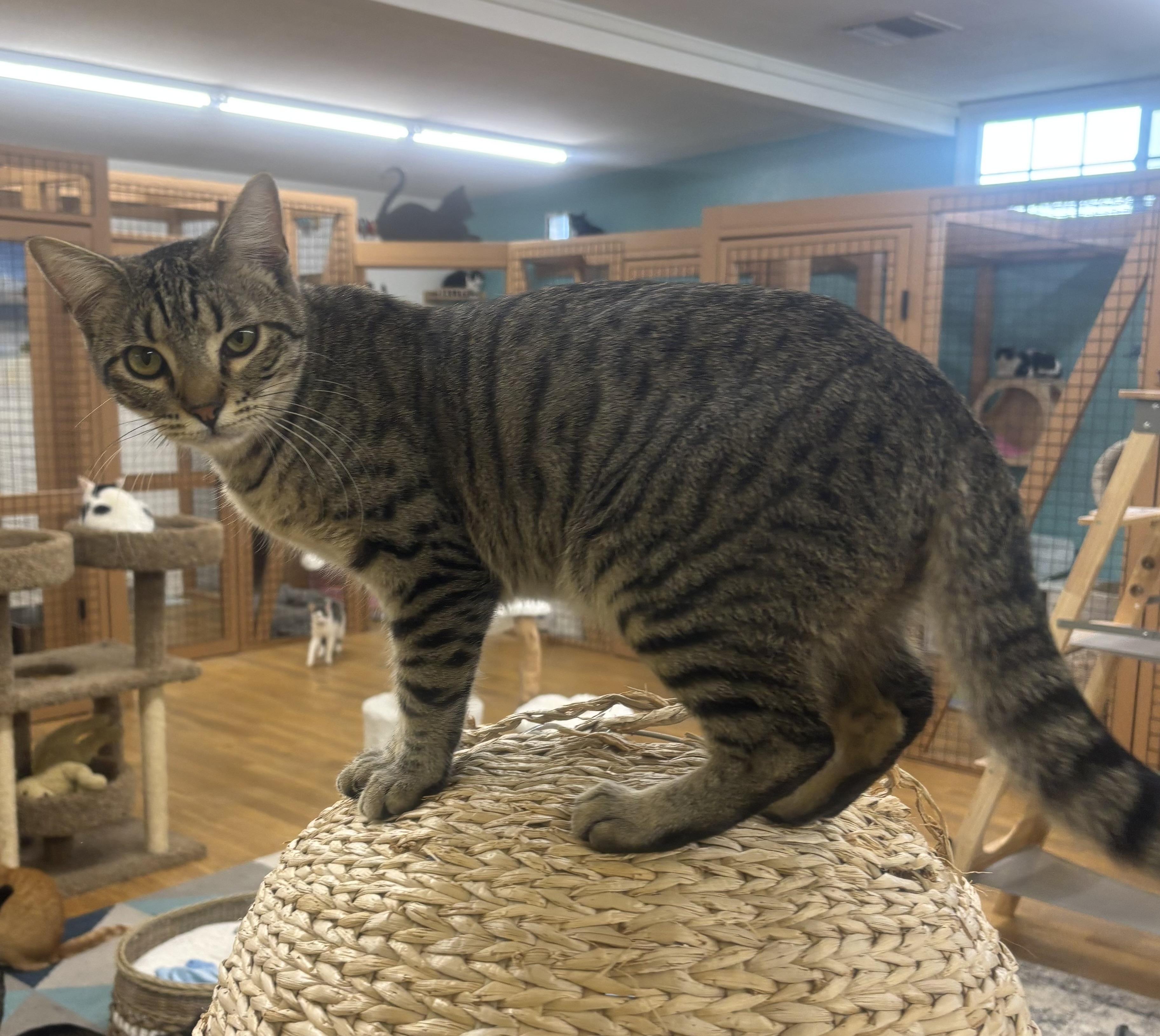 Enlarge Louie, a ADOPTABLE Domestic Short Hair in Whittier, CA image 5/6
