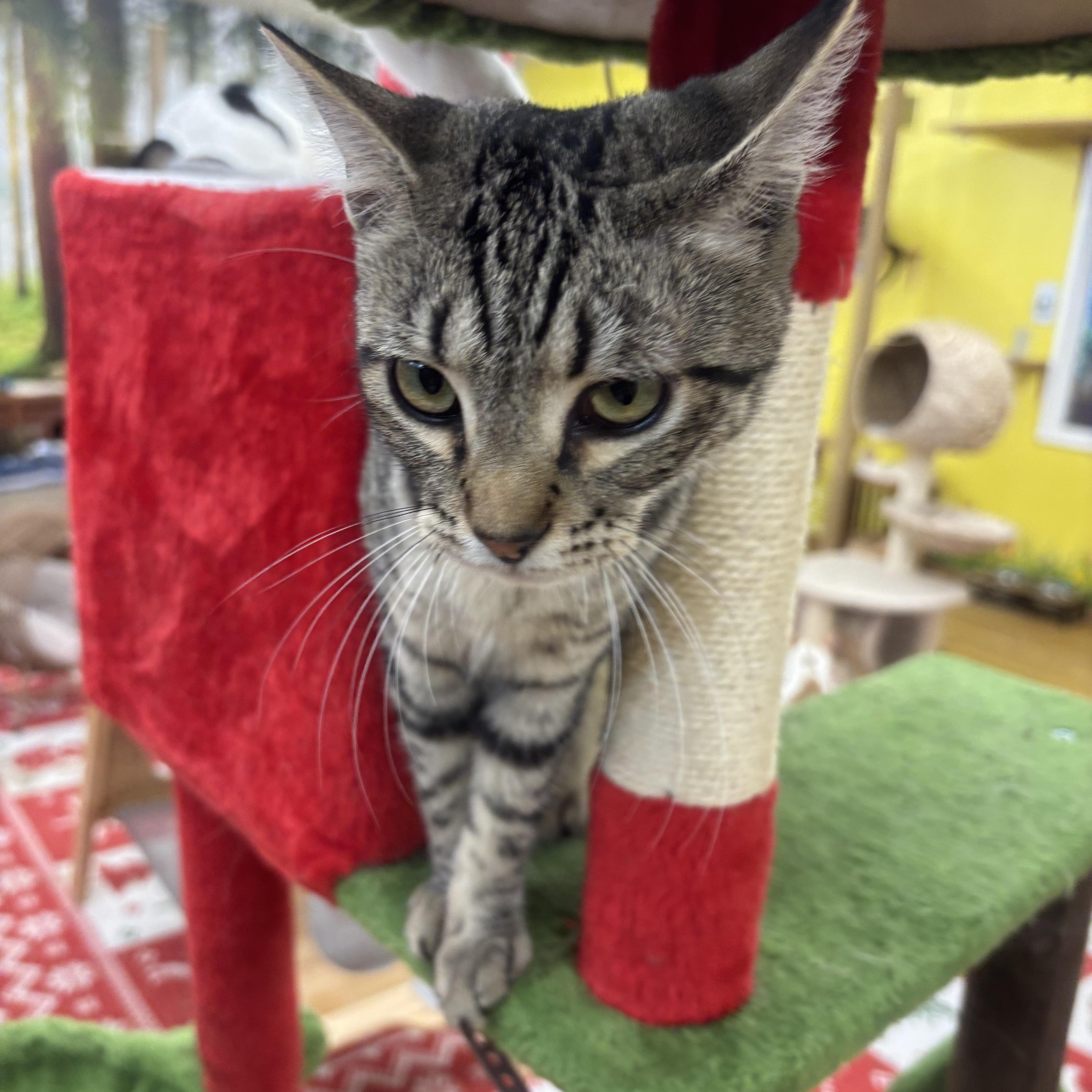 Enlarge Louie, a ADOPTABLE Domestic Short Hair in Whittier, CA image 6/6