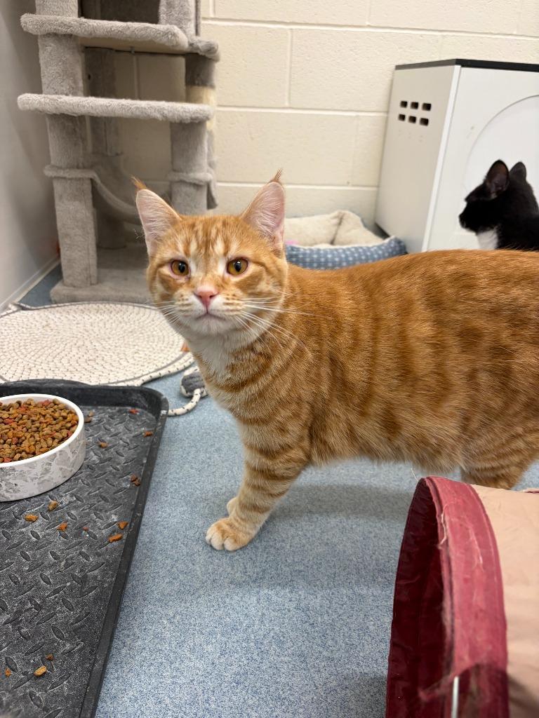 Enlarge Gianni, a Adoptable mixed breed in Portland, IN image 1/4