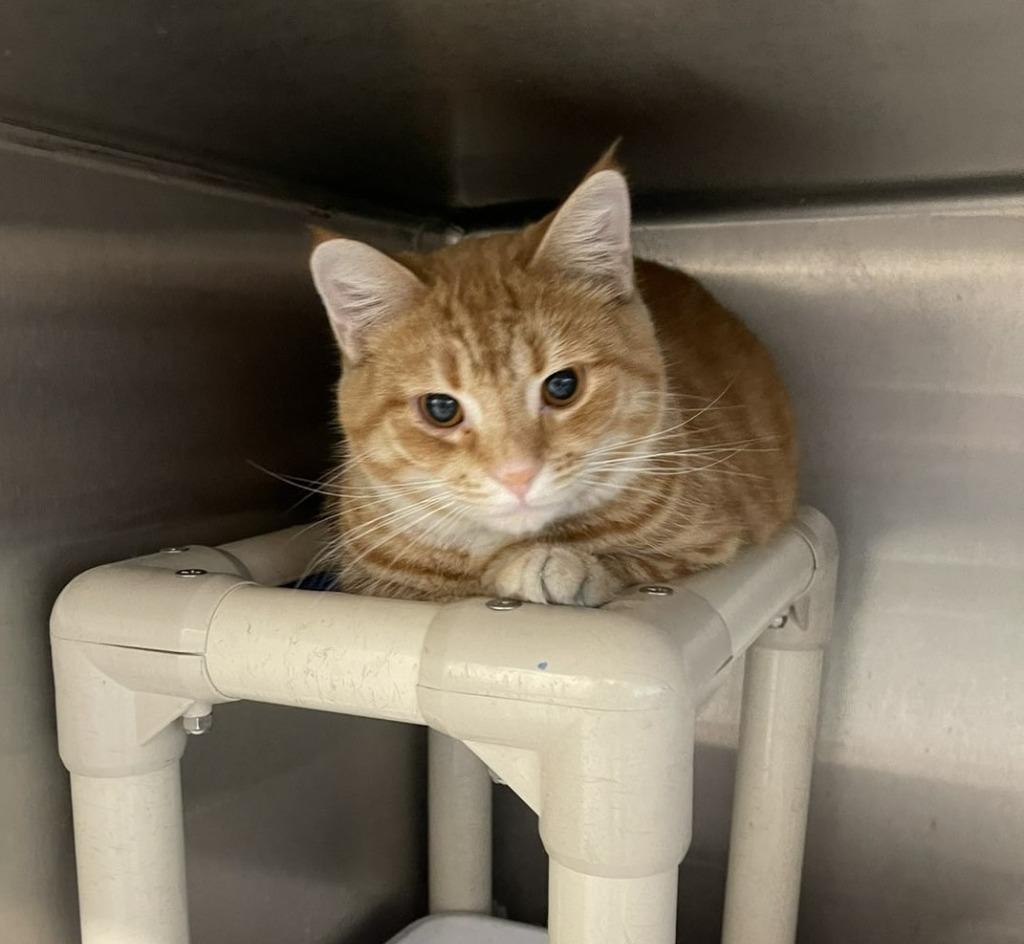 Enlarge Gianni, a Adoptable mixed breed in Portland, IN image 2/4