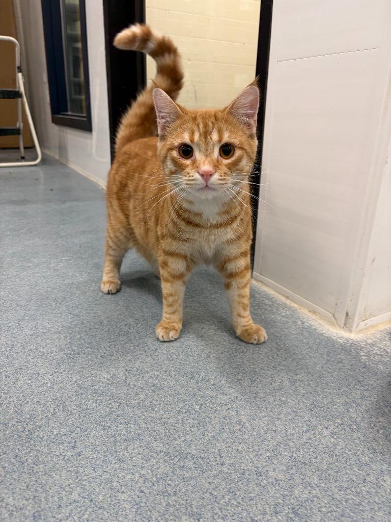 Enlarge Gianni, a Adoptable mixed breed in Portland, IN image 3/4