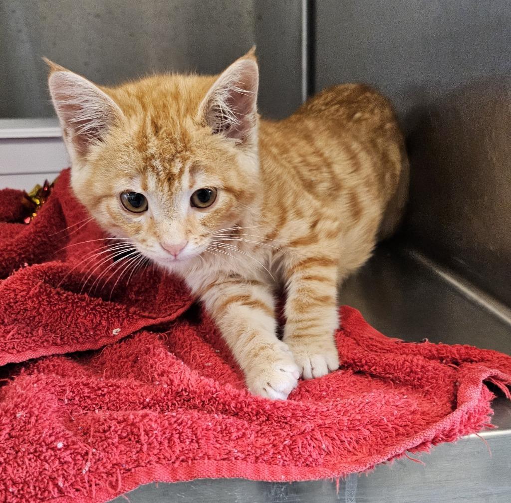 Enlarge Gianni, a Adoptable mixed breed in Portland, IN image 4/4