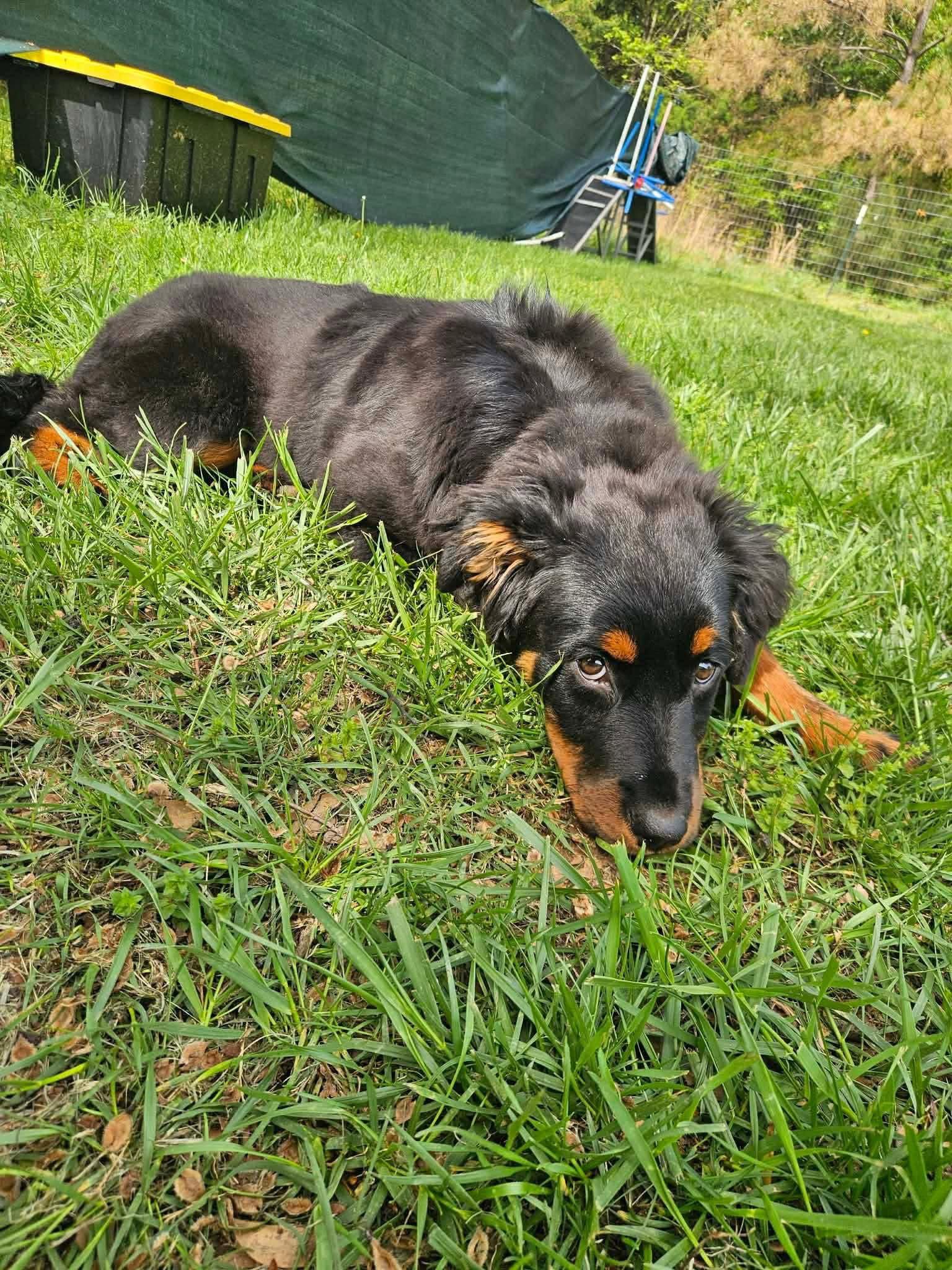 Envy, Adopted, Puppy Female Rottweiler.