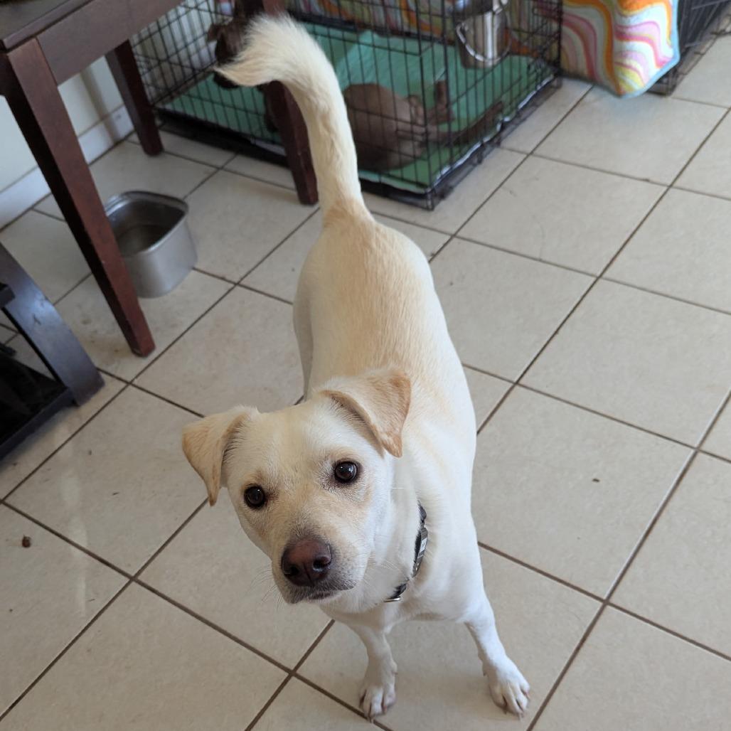 Enlarge Brisket, a Adoptable mixed breed in Corpus Christi, TX image 1/6