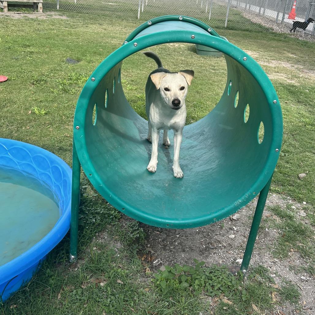 Brisket, Adoptable, Adult Female Shepherd.