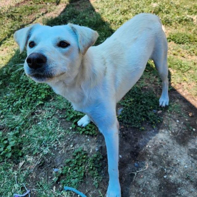 Brisket, a Adoptable mixed breed in Corpus Christi, TX image 2/6
