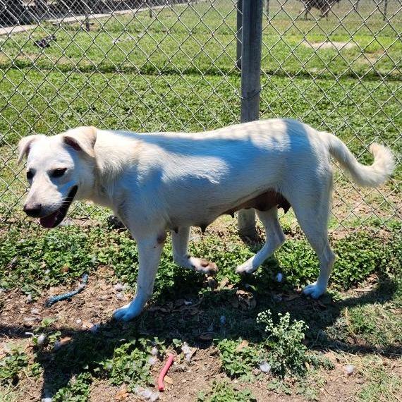 Brisket, a Adoptable mixed breed in Corpus Christi, TX image 3/6