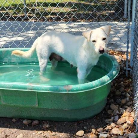 Brisket, a Adoptable mixed breed in Corpus Christi, TX image 4/6