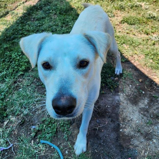 Brisket, a Adoptable mixed breed in Corpus Christi, TX image 5/6