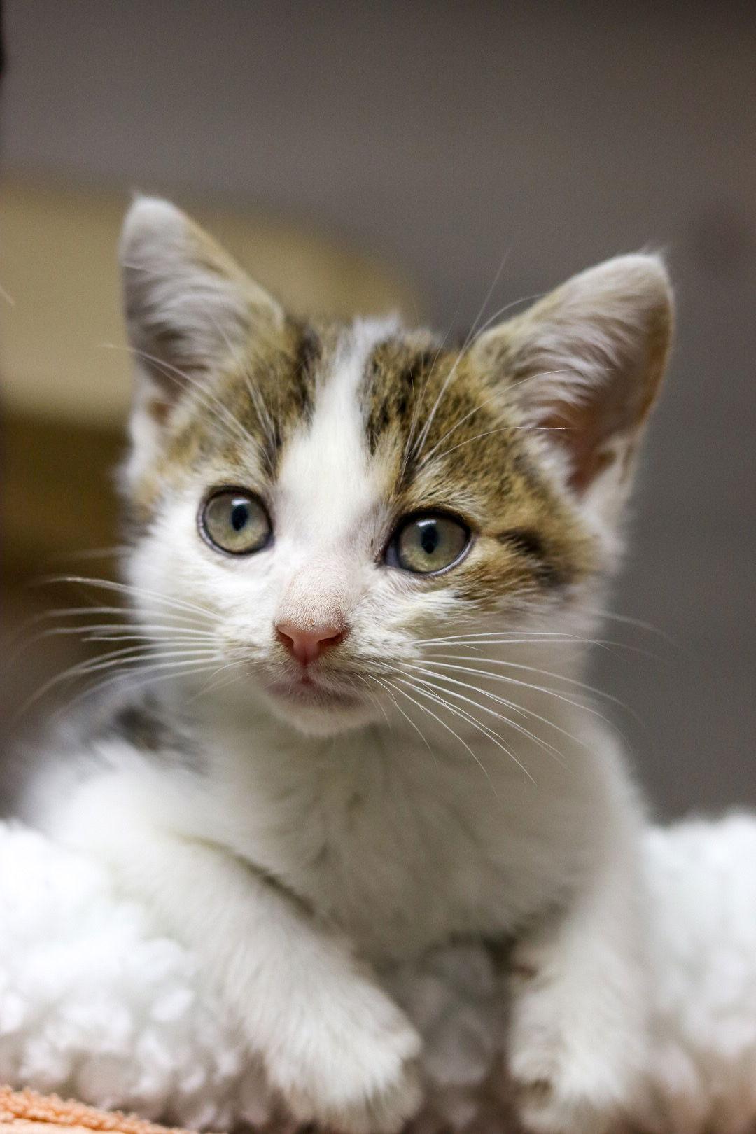 Count Chocula, Adoptable, Kitten Male Domestic Short Hair.
