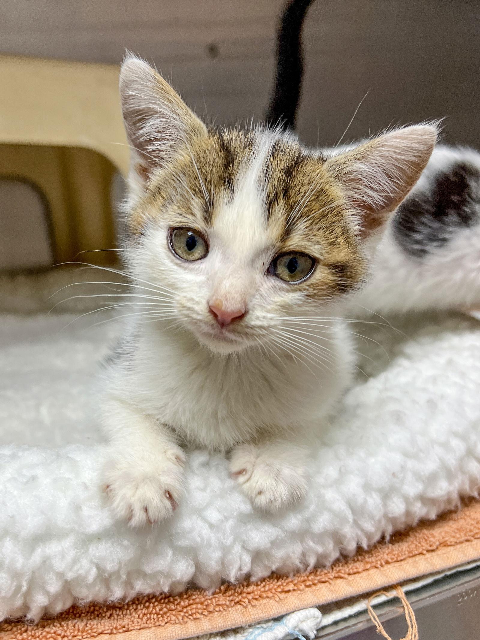 Enlarge Count Chocula, a Adoptable Domestic Short Hair in Sanford, NC image 3/3