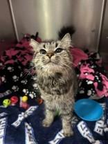 Enlarge Clawdette, an adopted Domestic Medium Hair in Manitowoc, WI image 1/1