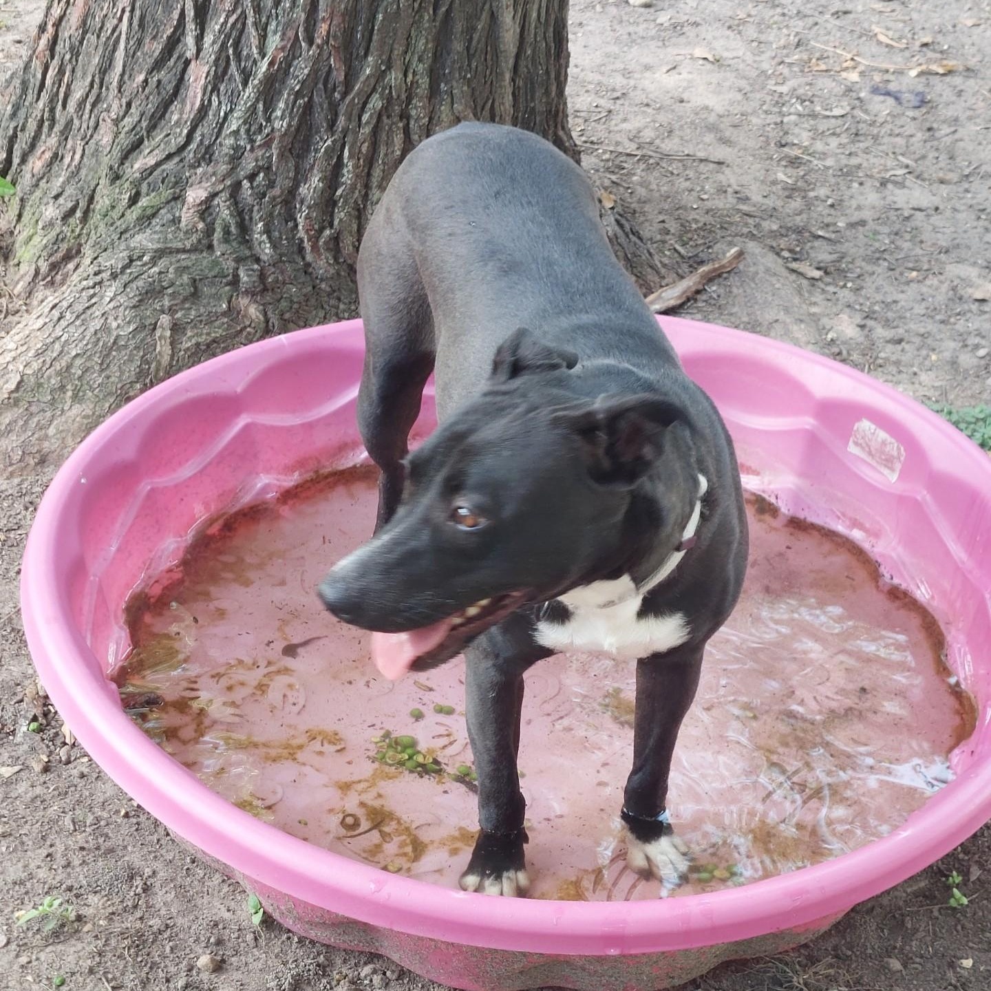 Enlarge EBONY  (Beautiful Girl, Loves Kids, Loves Water, Loving, Sweet, Kind, SEE VIDEO), a Adoptable mixed breed in East Hartford, CT image 5/6