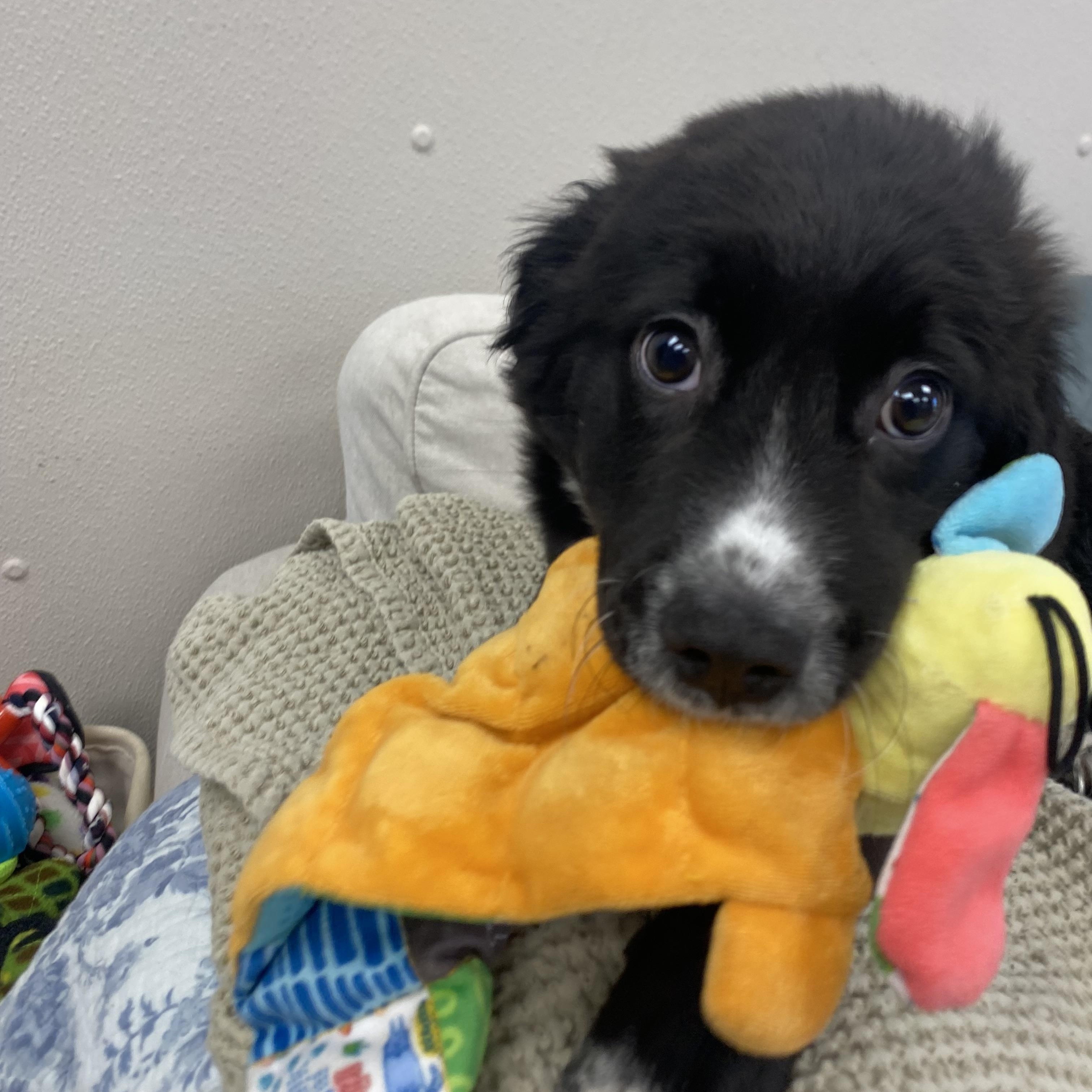 Enlarge Wesson, a ADOPTABLE mixed breed in Farmington, MO image 3/3