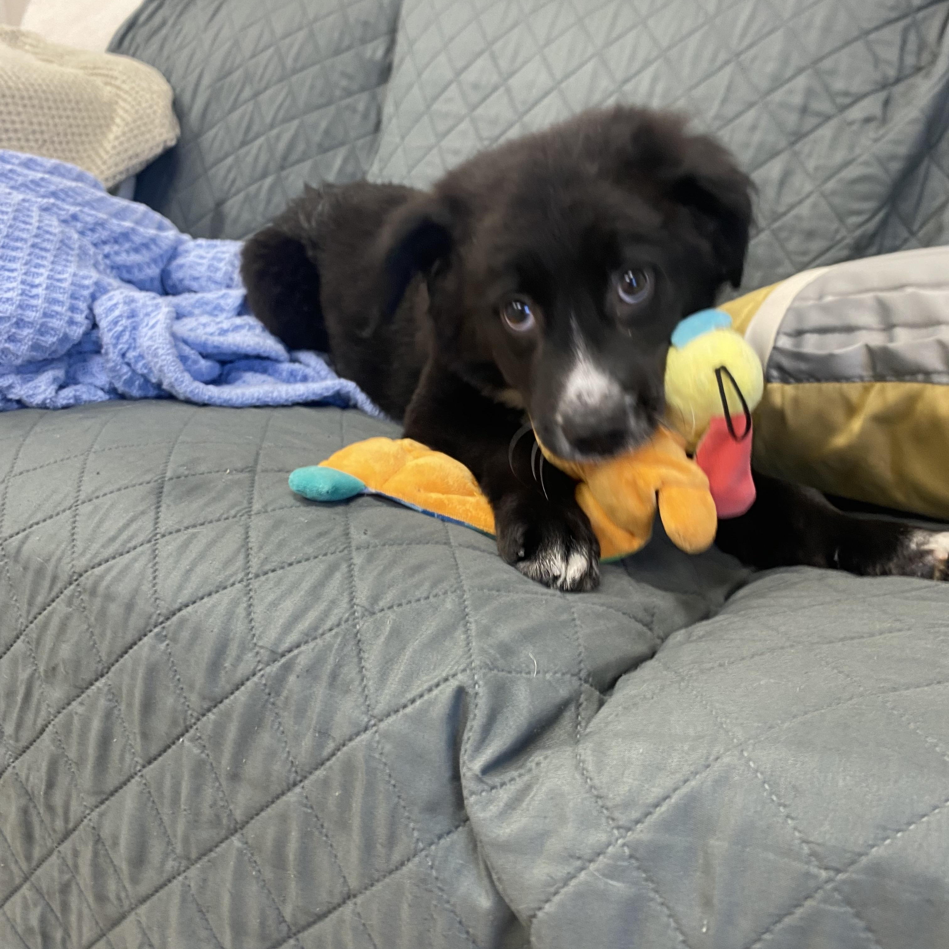 Wesson, ADOPTABLE, Young Male Border Collie.