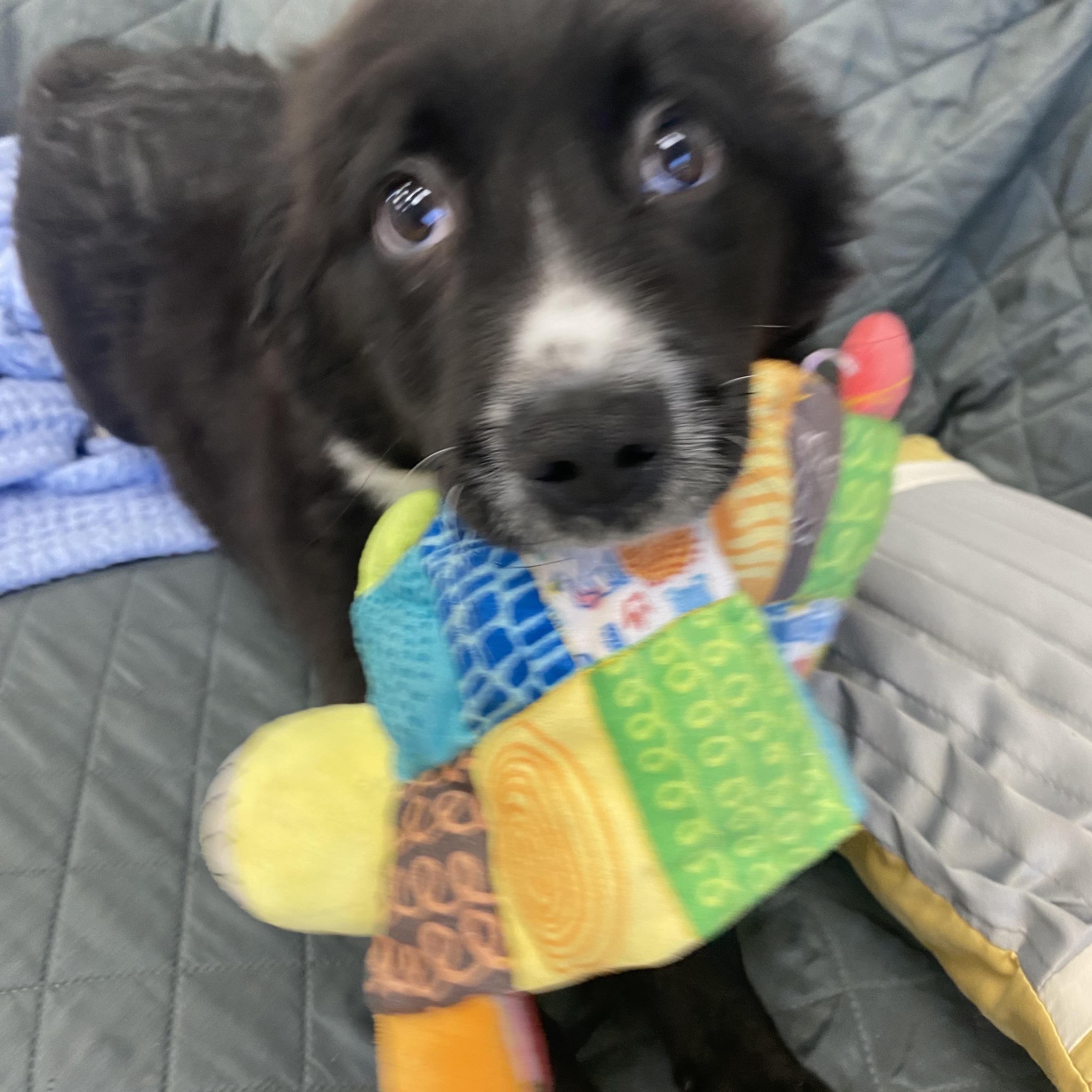 Enlarge Wesson, a ADOPTABLE mixed breed in Farmington, MO image 2/3