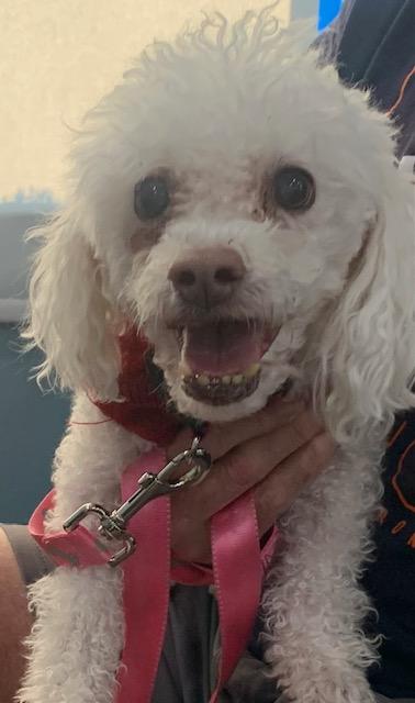 Randy, ADOPTABLE, Adult Male Poodle.