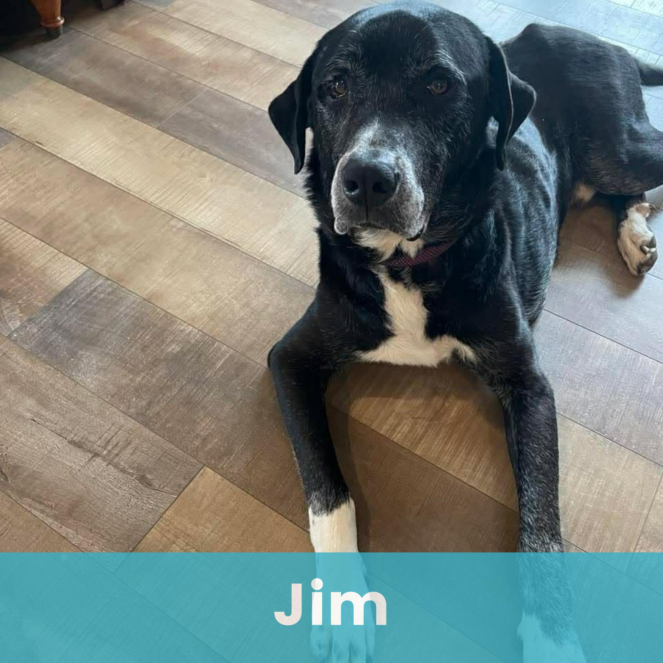 Enlarge Jim, an adopted Mixed Breed in Rochester , NY image 1/5