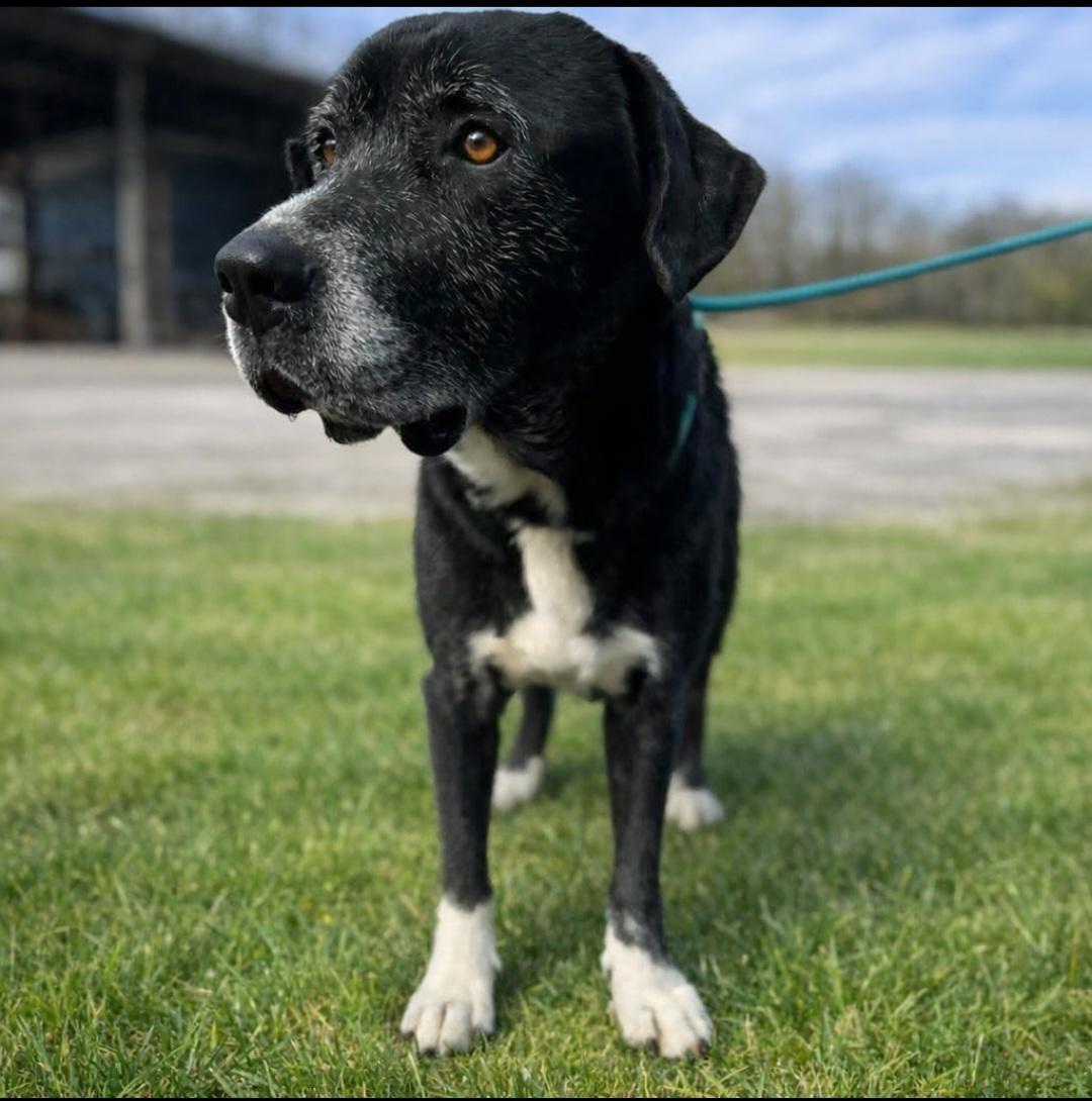 Enlarge Jim, an adopted Mixed Breed in Rochester , NY image 2/5