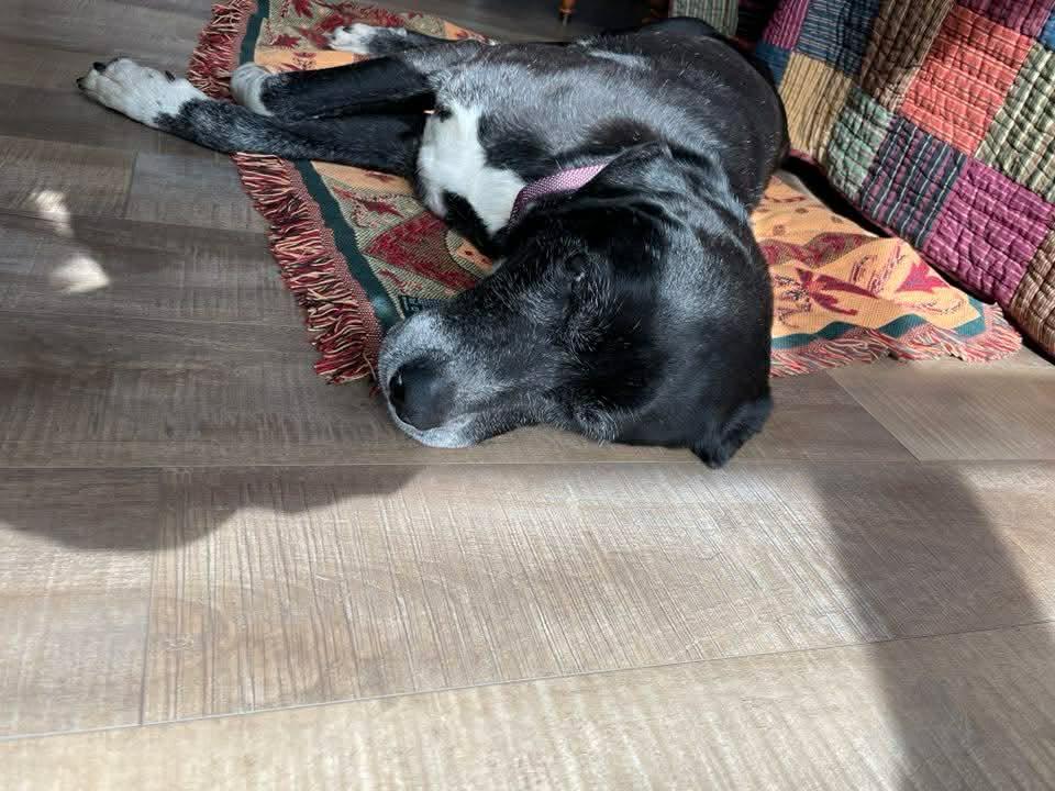 Enlarge Jim, an adopted Mixed Breed in Rochester , NY image 3/5