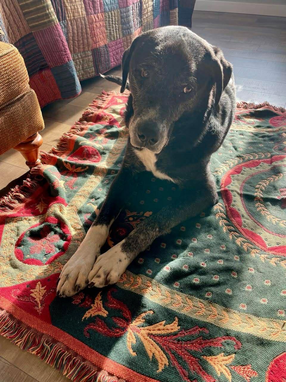 Enlarge Jim, an adopted Mixed Breed in Rochester , NY image 4/5