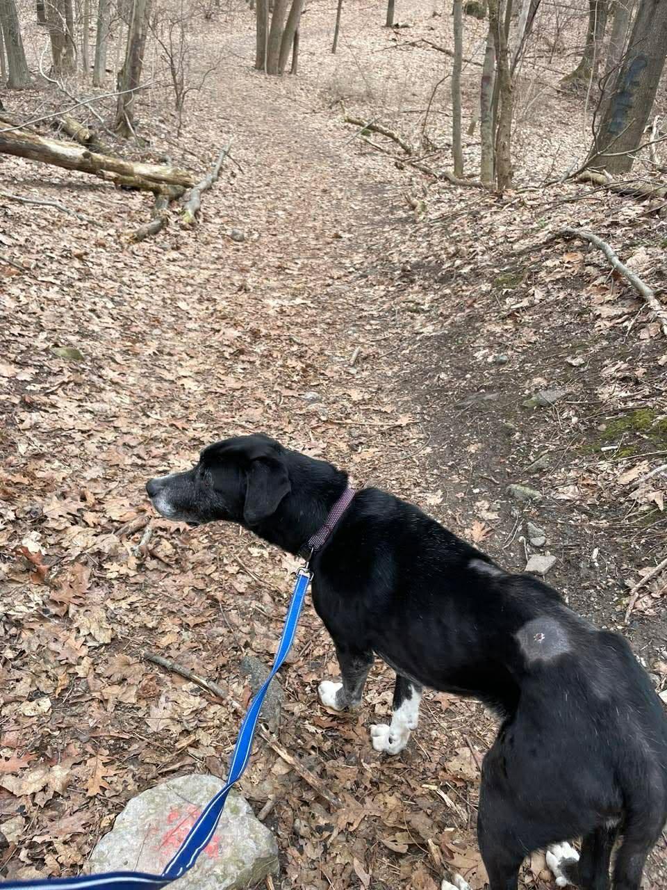 Enlarge Jim, an adopted Mixed Breed in Rochester , NY image 5/5