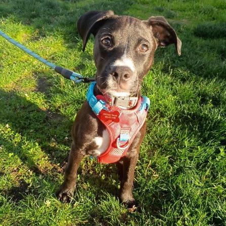 Enlarge Stelli, a Adoptable mixed breed in McMinnville, OR image 1/3