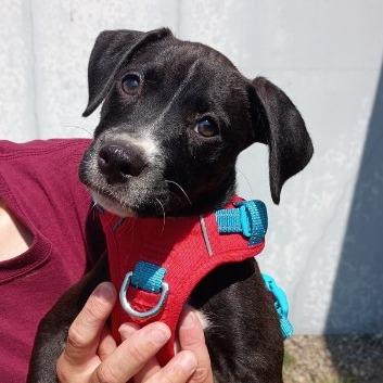 Enlarge Stelli, a Adoptable mixed breed in McMinnville, OR image 2/3