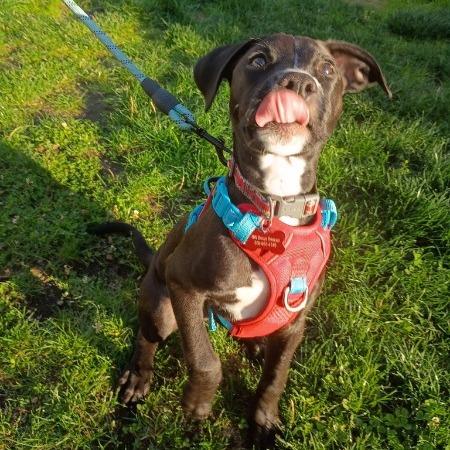Enlarge Stelli, a Adoptable mixed breed in McMinnville, OR image 3/3