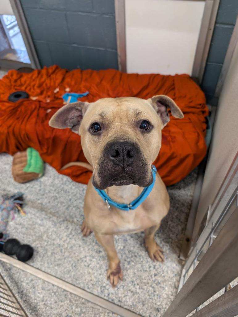 Enlarge Dwayne, a Adoptable mixed breed in Sidney, NY image 1/1