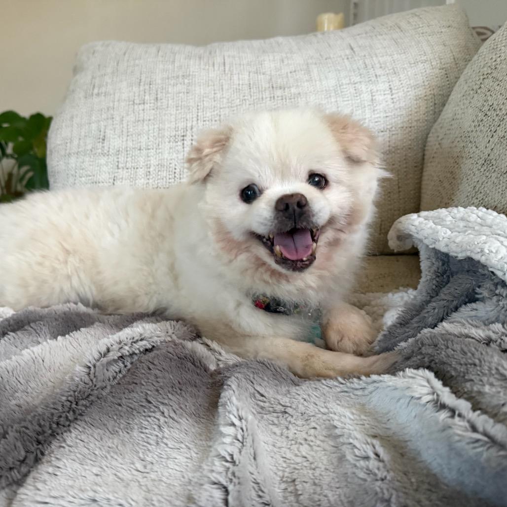 Bebot, Adoptable, Senior Male Pomeranian & Pekingese.