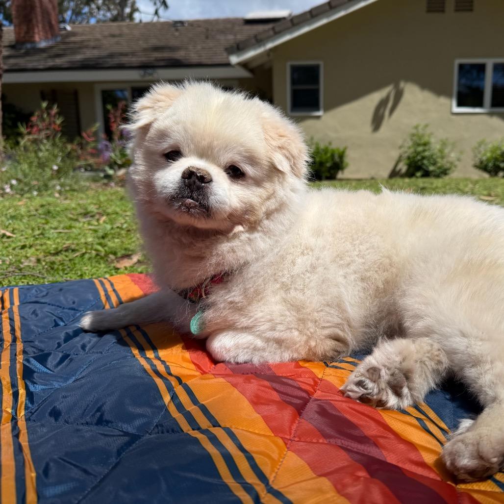 Enlarge Bebot, a Adoptable mixed breed in North Hollywood, CA image 3/6
