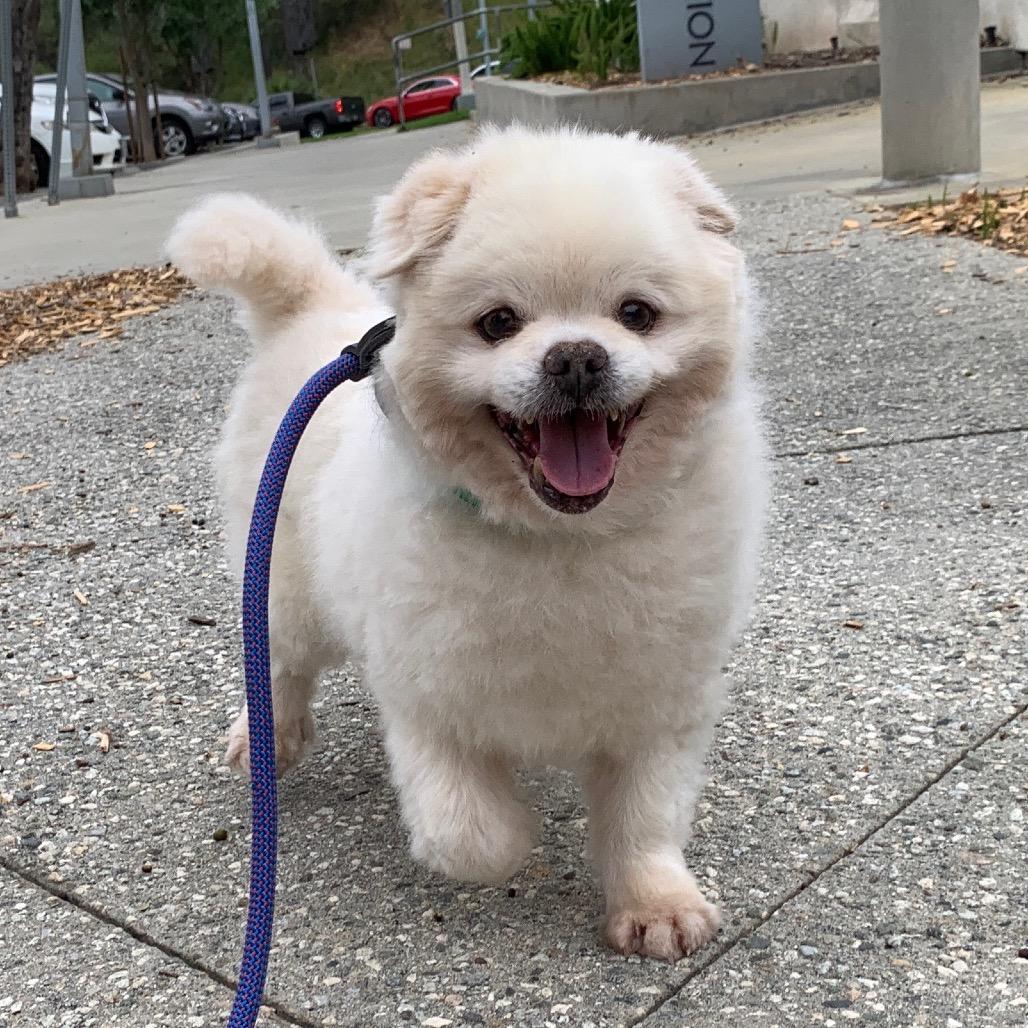 Enlarge Bebot, a Adoptable mixed breed in North Hollywood, CA image 5/6