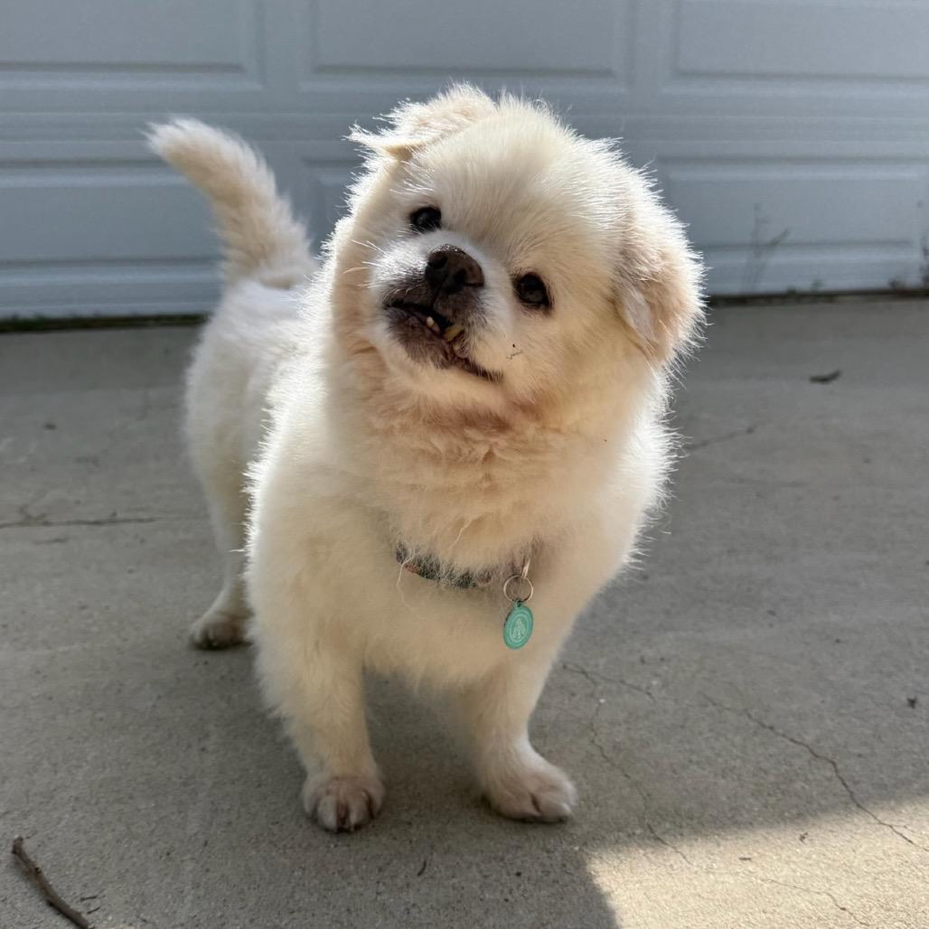 Enlarge Bebot, a Adoptable mixed breed in North Hollywood, CA image 6/6
