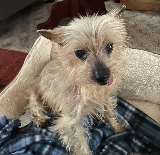 Molly, a ADOPTABLE mixed breed in Cincinnati, OH image 5/6