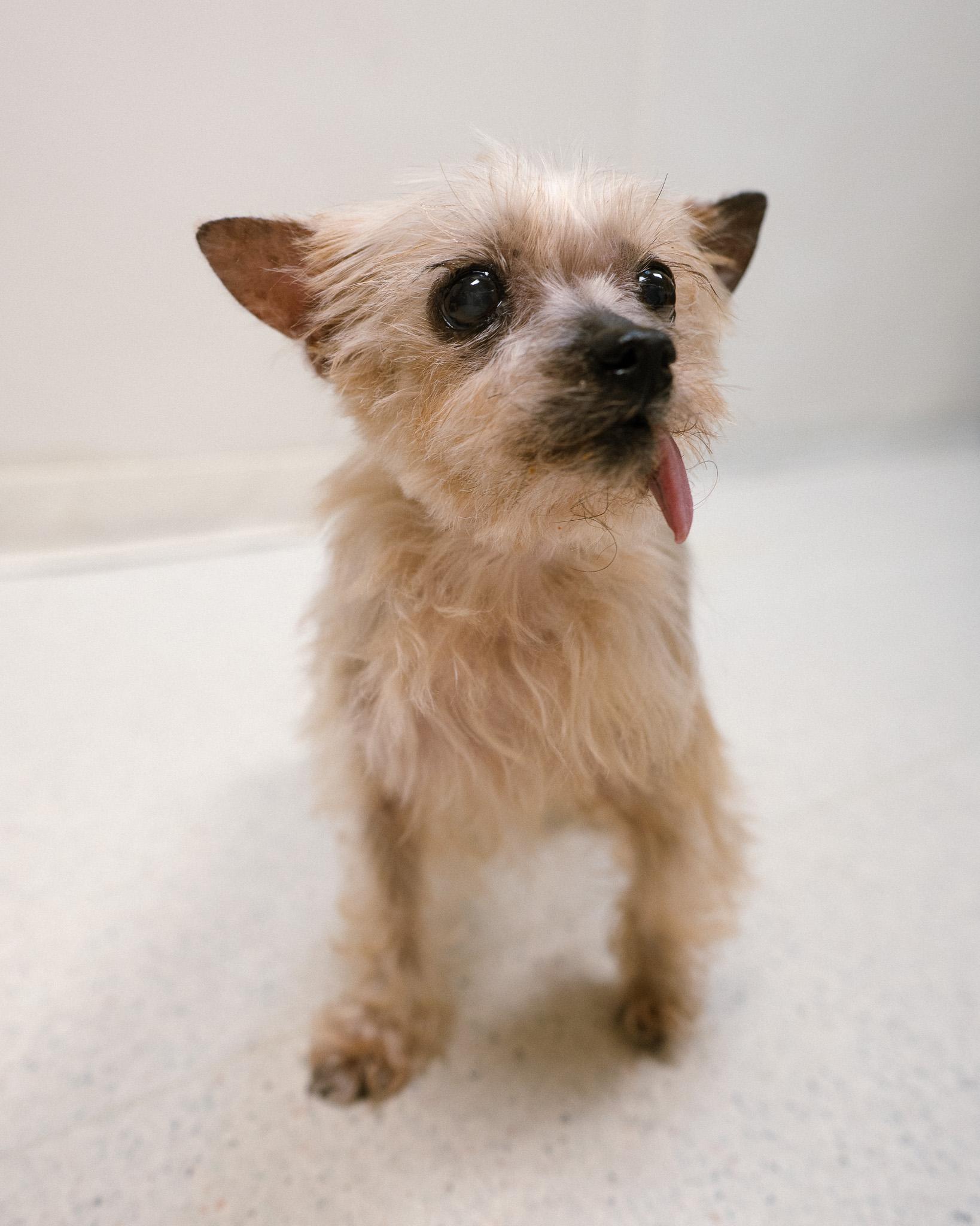 Molly, a ADOPTABLE mixed breed in Cincinnati, OH image 1/6