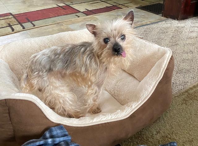 Molly, a ADOPTABLE mixed breed in Cincinnati, OH image 4/6