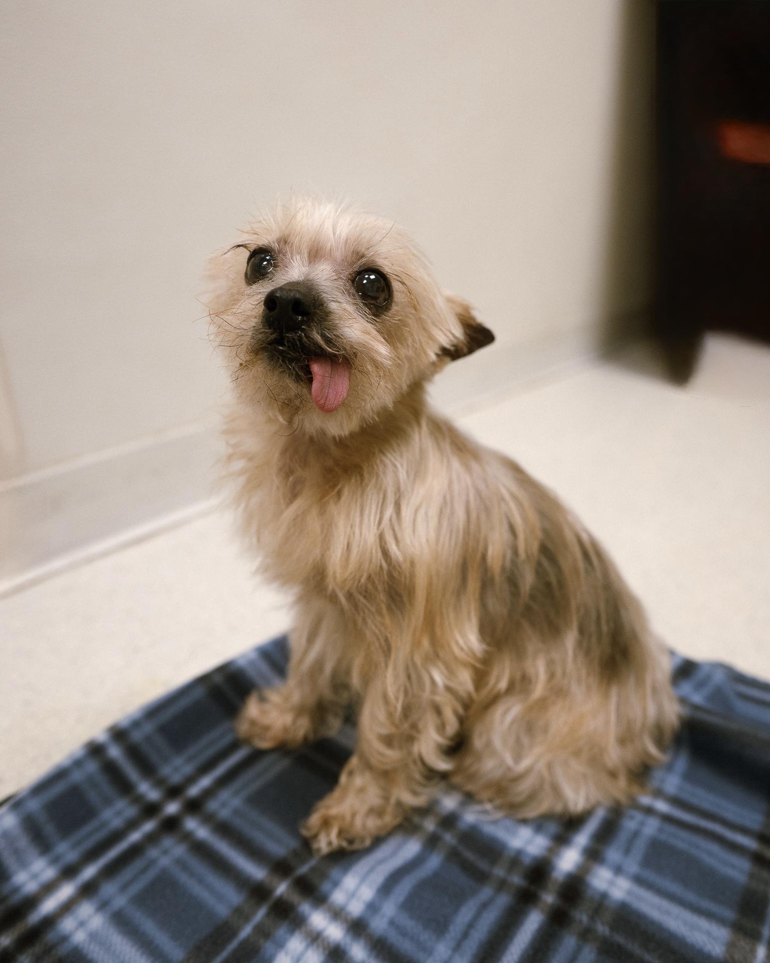Molly, a ADOPTABLE mixed breed in Cincinnati, OH image 2/6